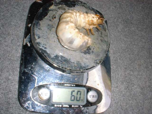 60g parawan.jpg